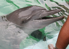 Zwemmen met Dolfijnen